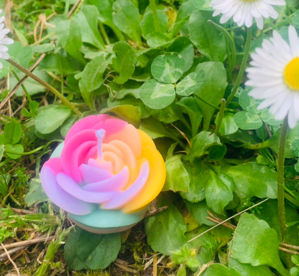 Mini rosa raimbow