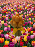 Incanto di tulipani